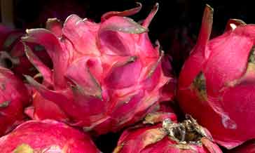 A red pitaya fruit after which the company is named